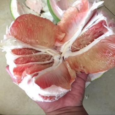 泰国青皮柚子苗