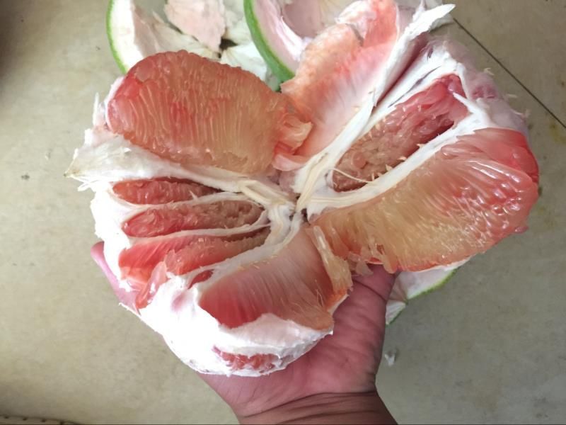 泰国青皮柚子苗