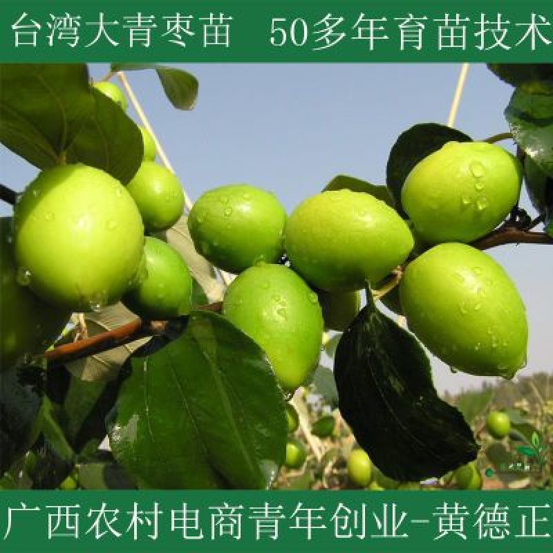 台湾青枣苗