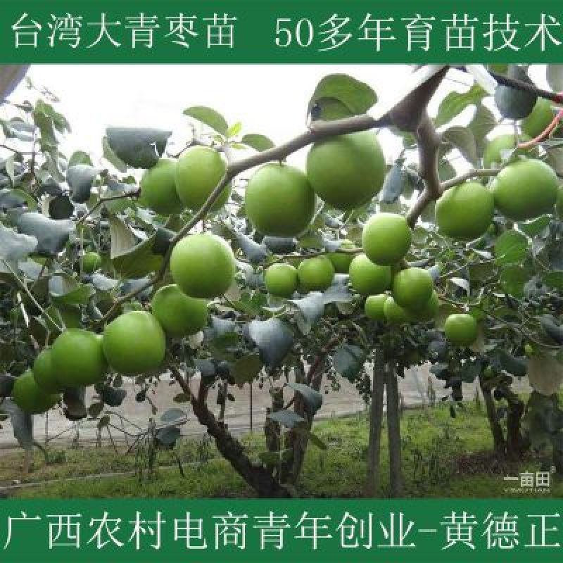 台湾青枣苗
