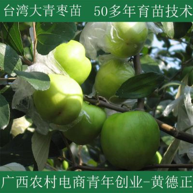 台湾青枣苗