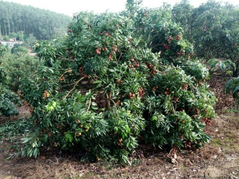 广西妃子笑荔枝、糯米糍荔枝、白糖婴黑叶荔果园直发