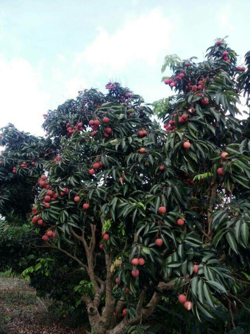 广西妃子笑荔枝、糯米糍荔枝、白糖婴黑叶荔果园直发