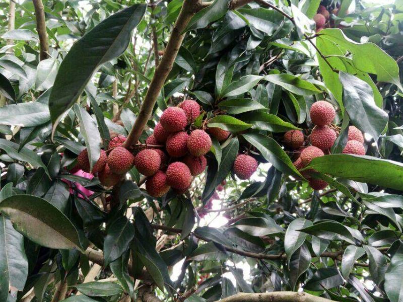 广西妃子笑荔枝、糯米糍荔枝、白糖婴黑叶荔果园直发