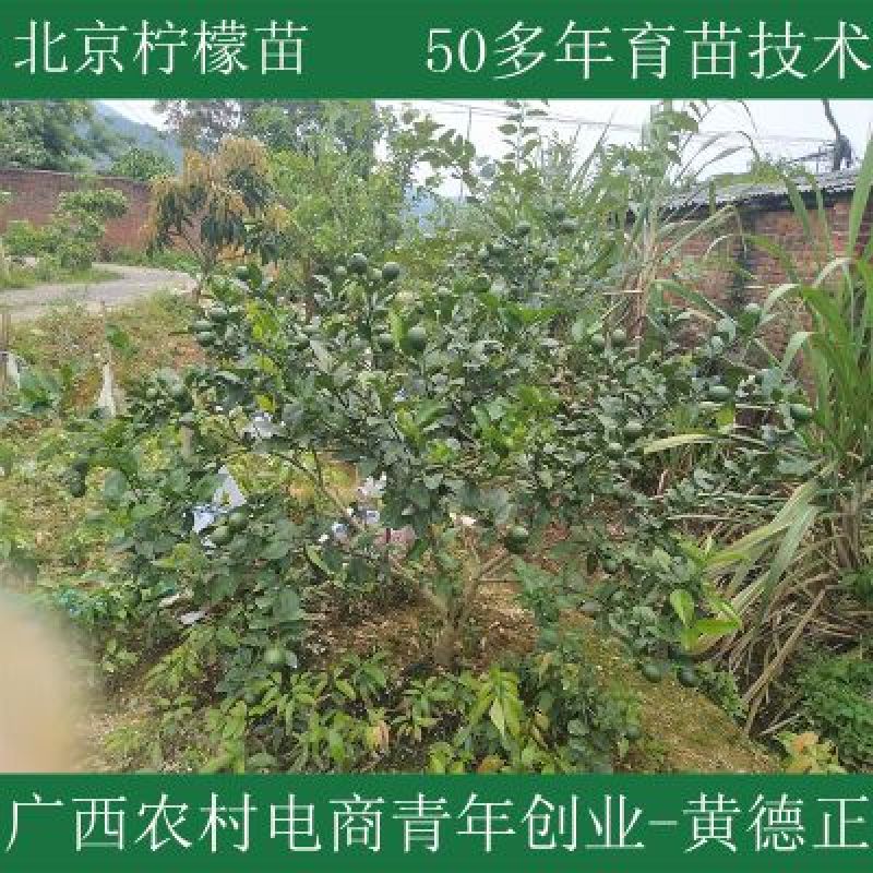 北京柠檬苗