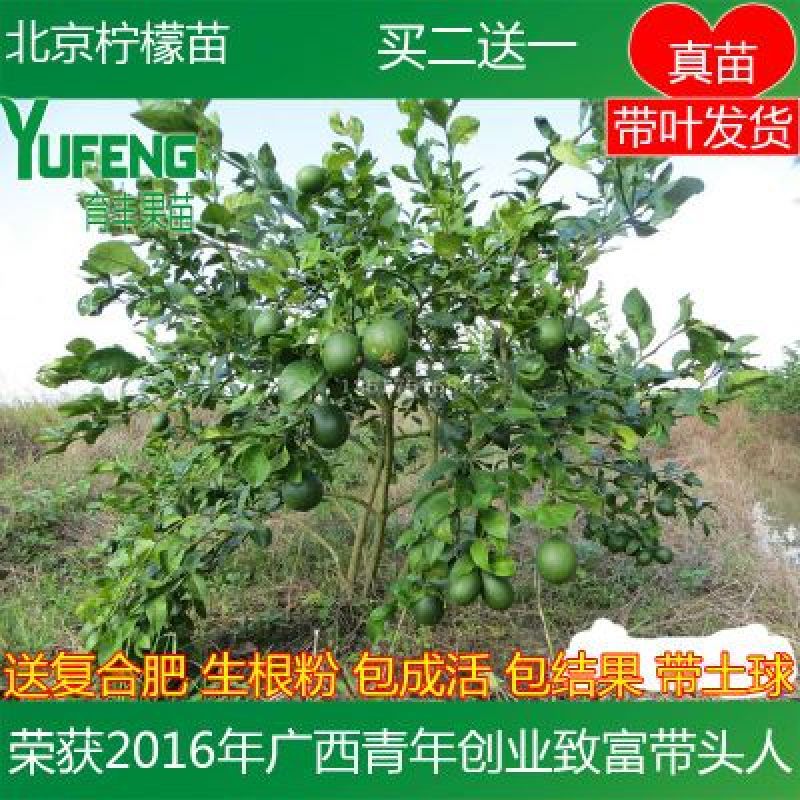 北京柠檬苗