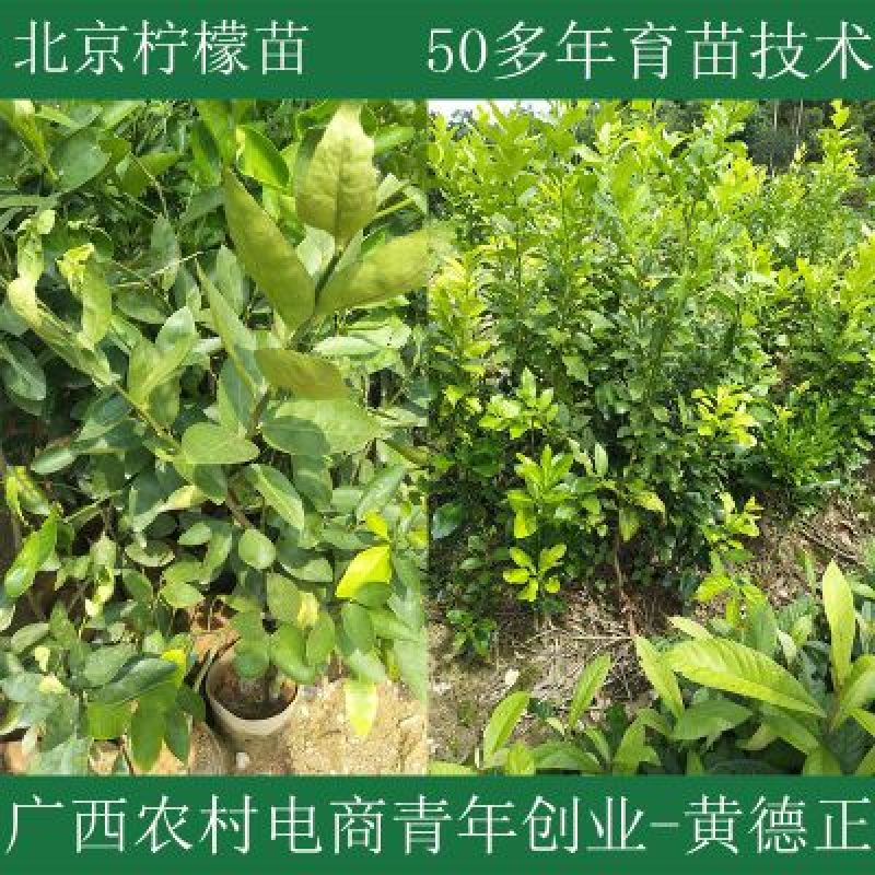 北京柠檬苗