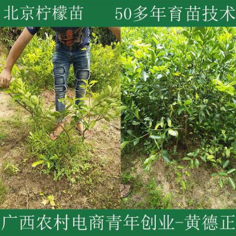 北京柠檬苗