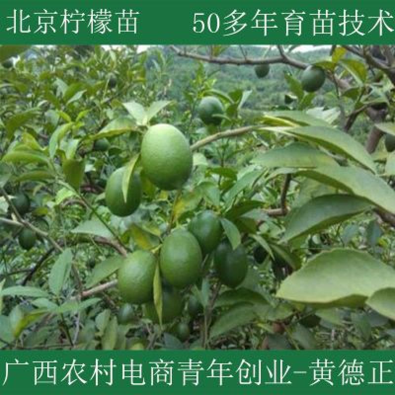 北京柠檬苗