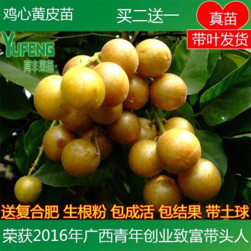 鸡心黄皮苗