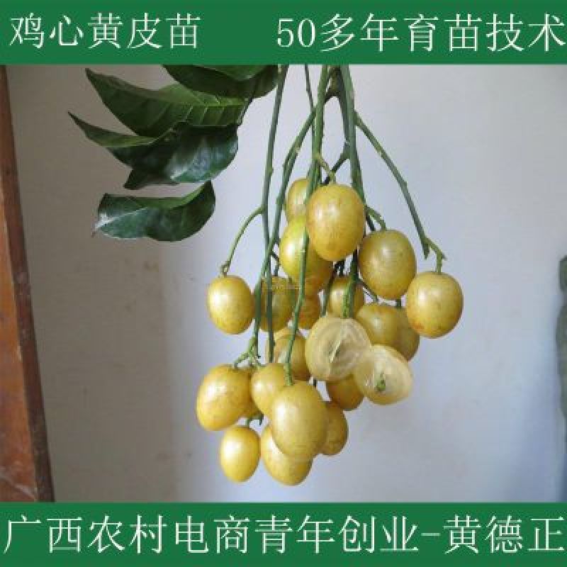 鸡心黄皮苗