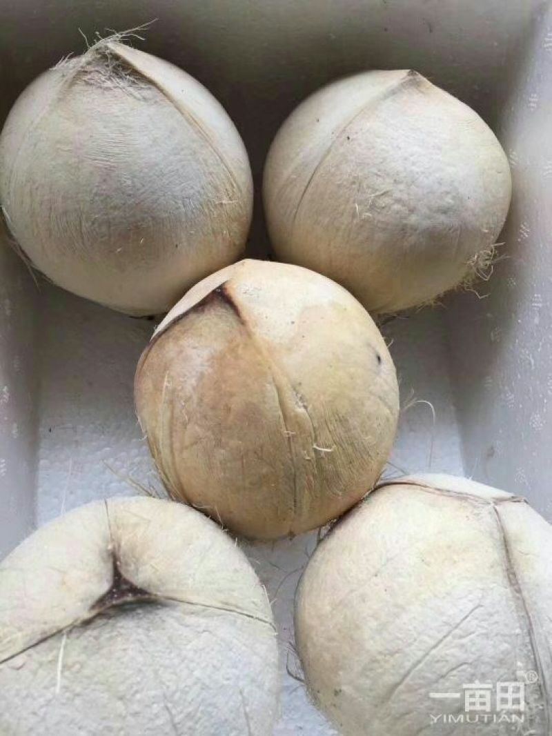 椰子:椰白