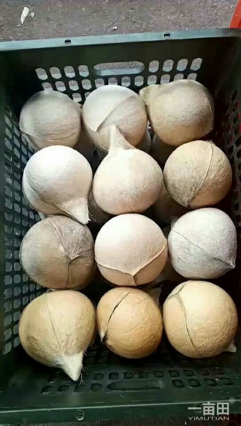 椰子:椰白