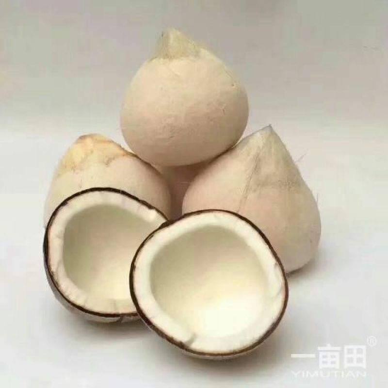 椰子:椰白