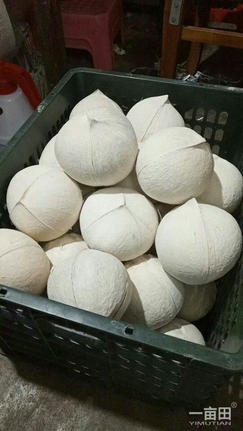 椰子:椰白