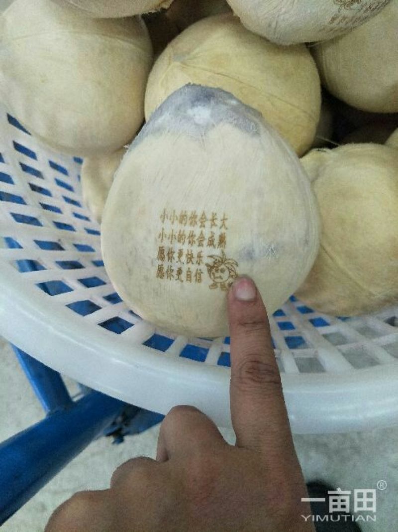 椰子:椰白