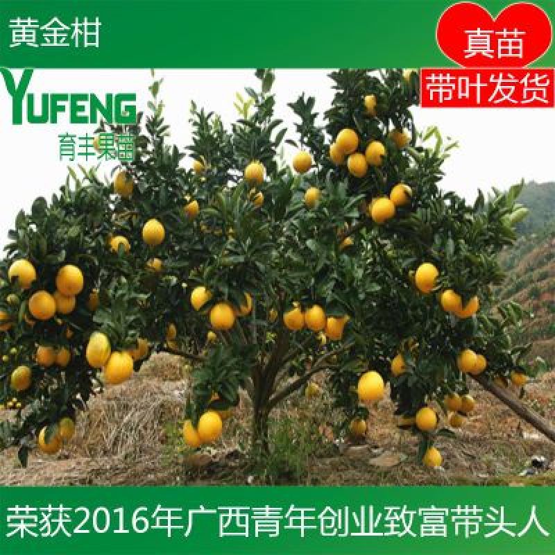 黄金柑苗