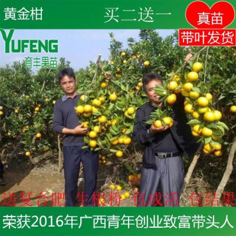黄金柑苗