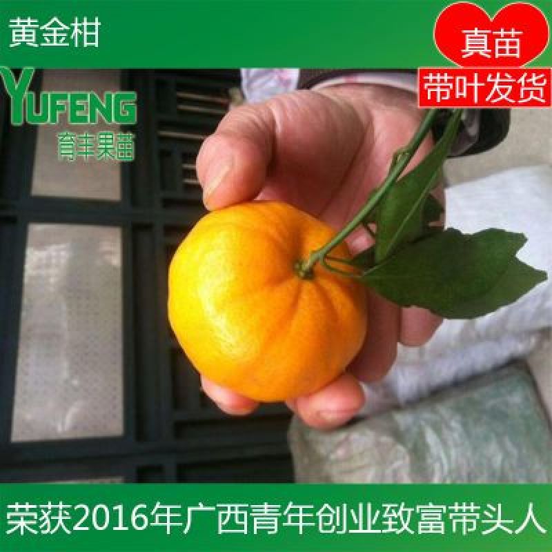 黄金柑苗
