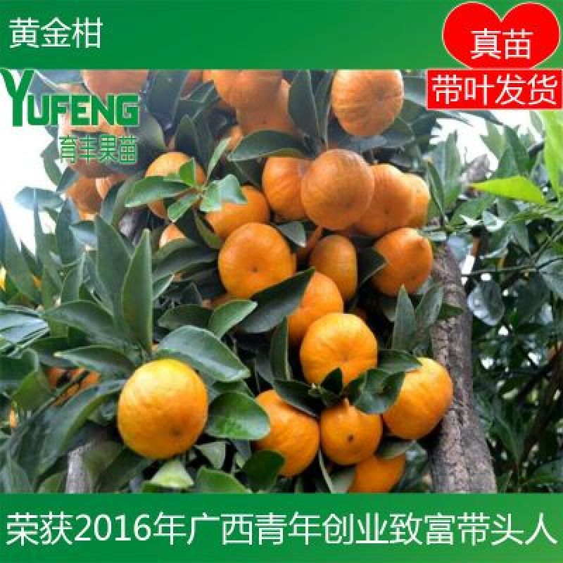 黄金柑苗