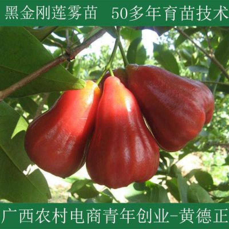 黑金刚莲雾苗