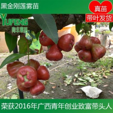 黑金刚莲雾苗