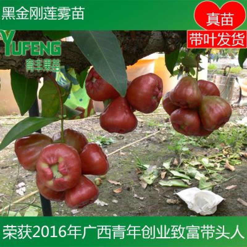 黑金刚莲雾苗