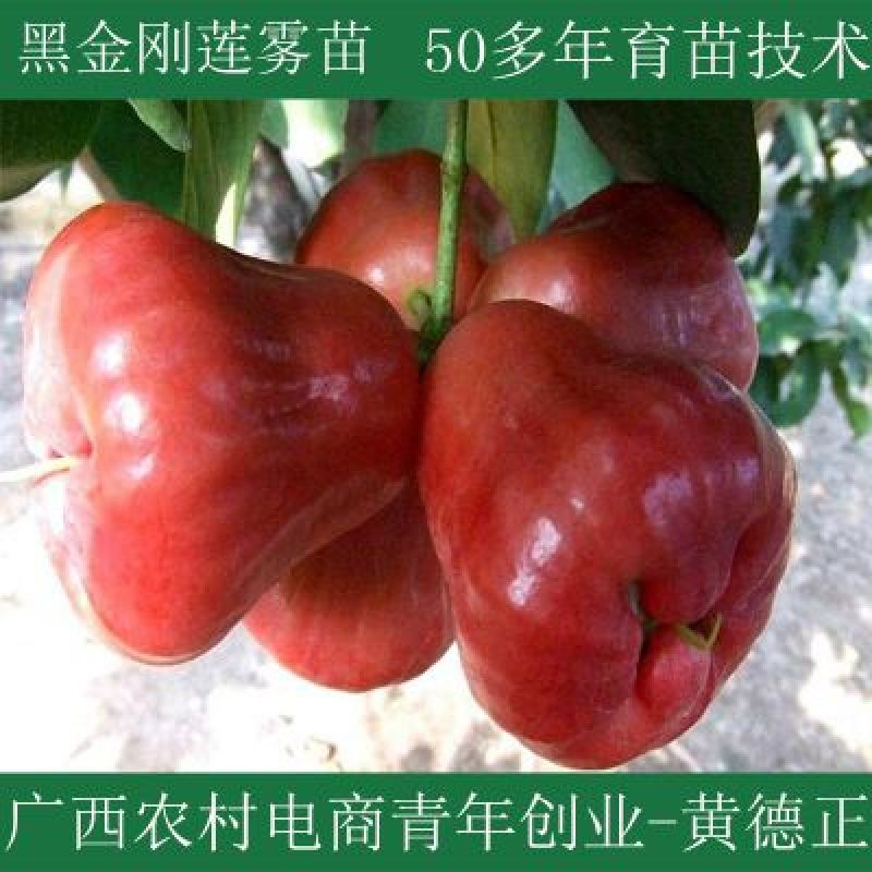 黑金刚莲雾苗