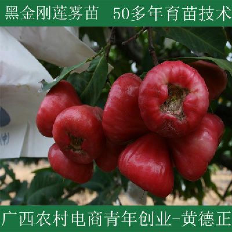 黑金刚莲雾苗