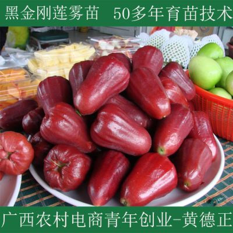 黑金刚莲雾苗