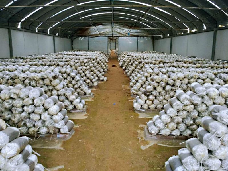 山东灵芝菌棒食用菌菌包占地征地拆迁补偿