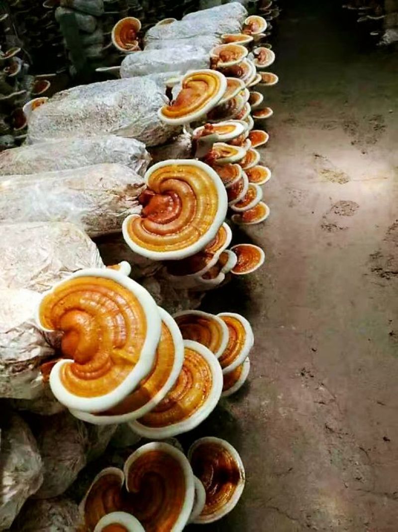 山东灵芝菌棒食用菌菌包占地征地拆迁补偿