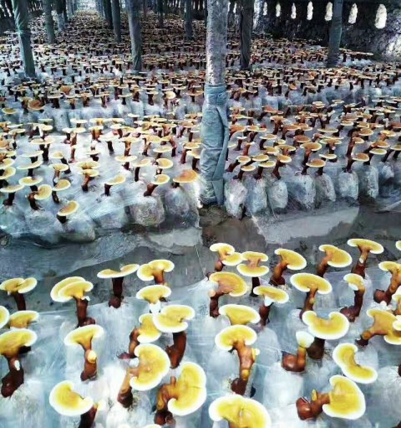 山东灵芝菌棒食用菌菌包占地征地拆迁补偿