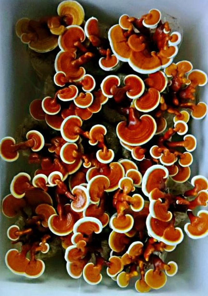 山东灵芝菌棒食用菌菌包占地征地拆迁补偿