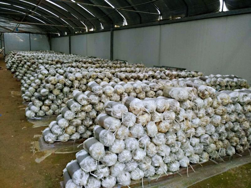 山东灵芝菌棒食用菌菌包占地征地拆迁补偿