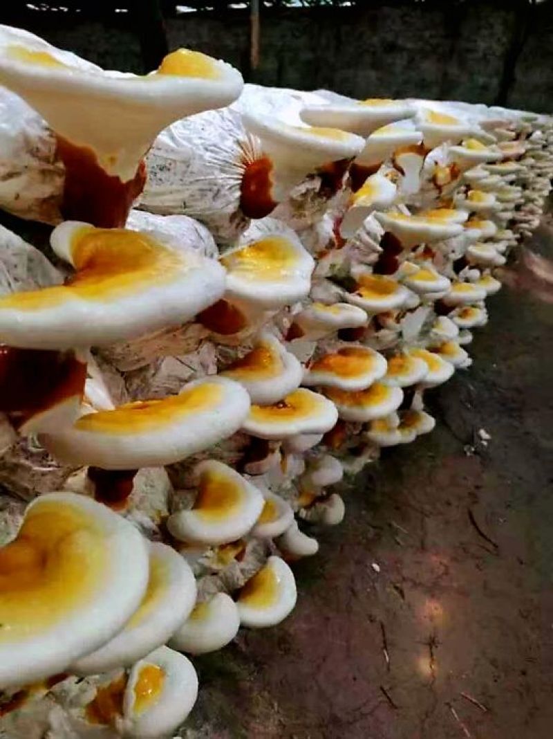 山东灵芝菌棒食用菌菌包占地征地拆迁补偿
