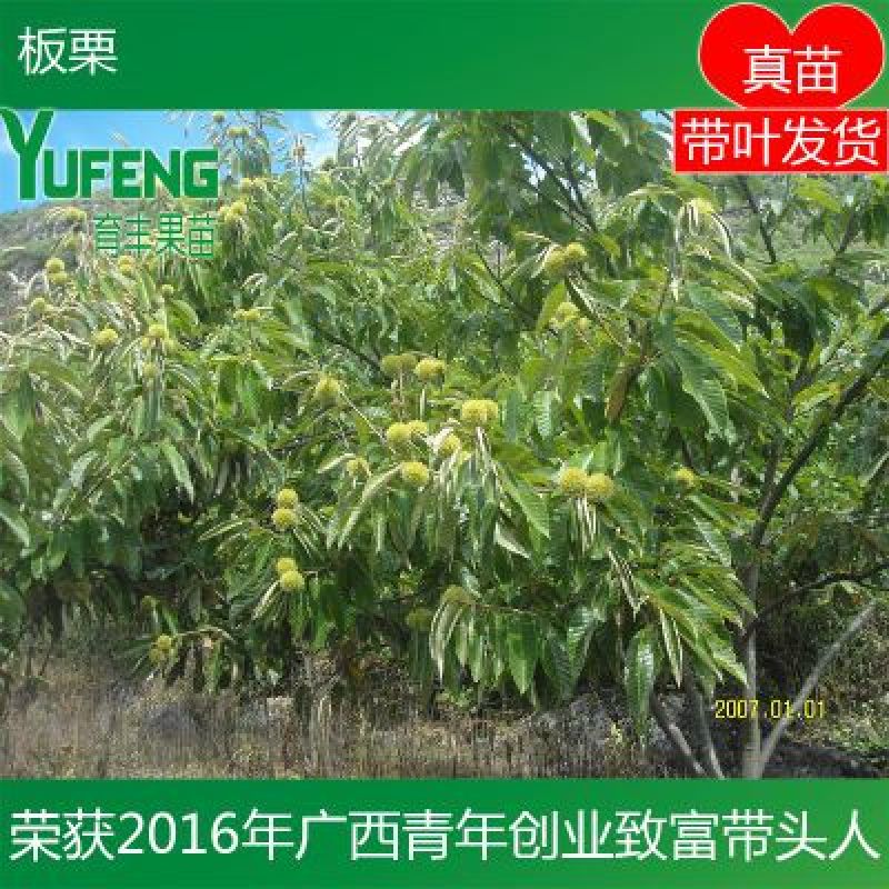 板栗苗