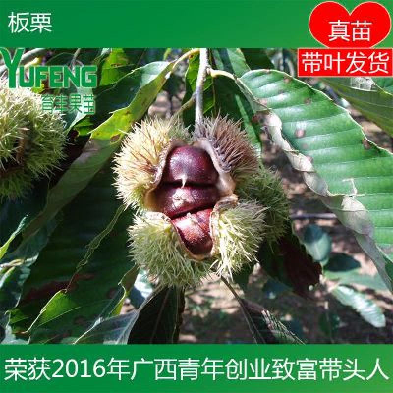 板栗苗
