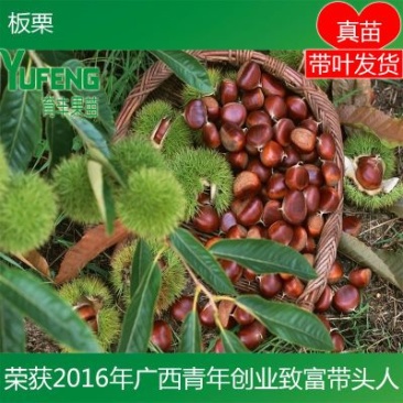 板栗苗
