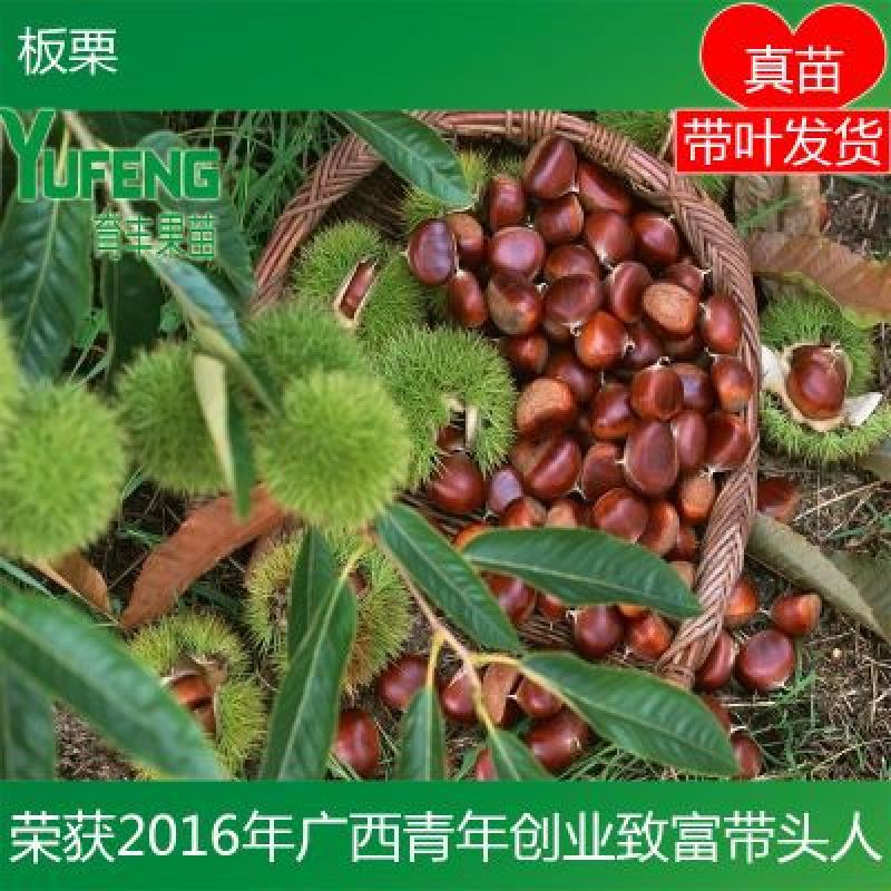 板栗苗