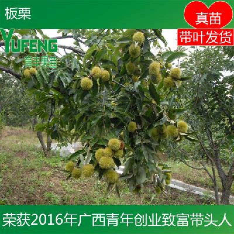 板栗苗
