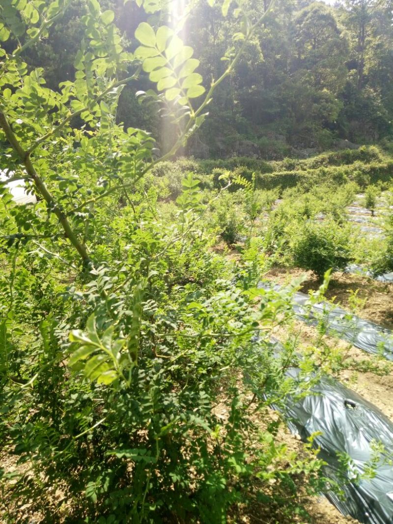 刺梨鲜