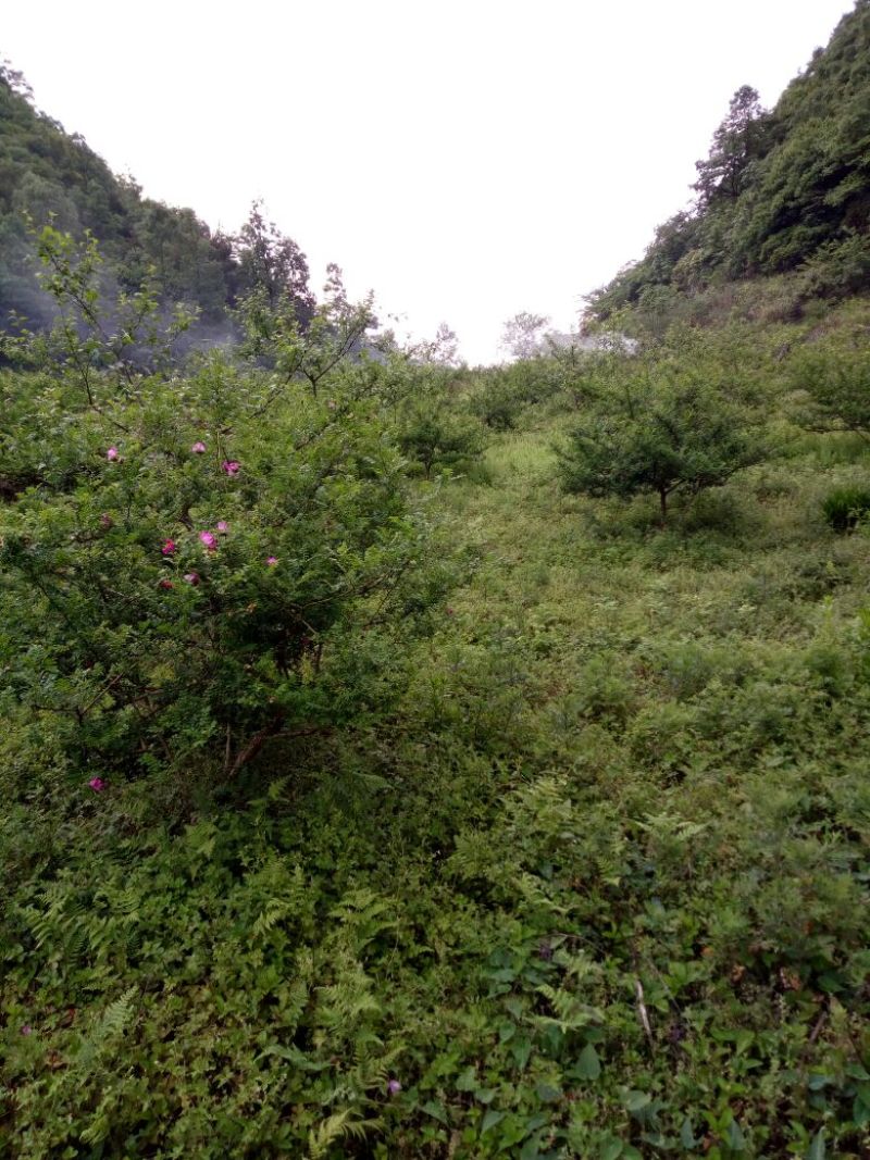 刺梨鲜