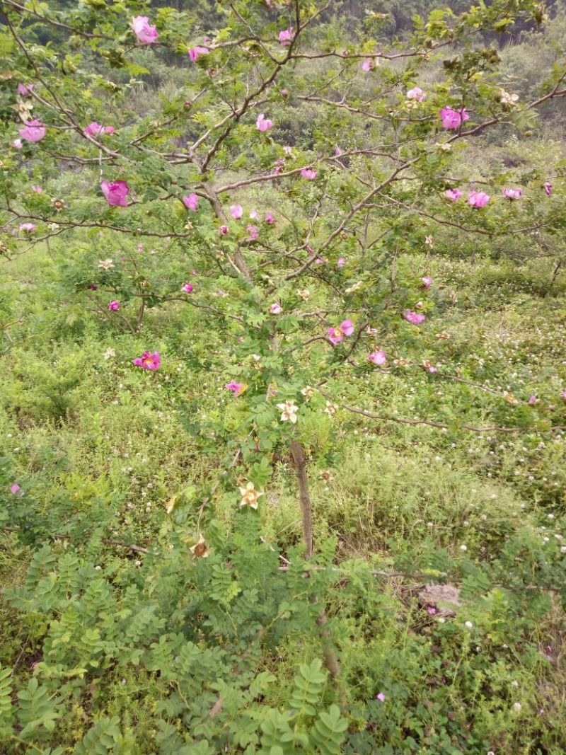 刺梨鲜