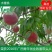 桃树苗水蜜桃树苗