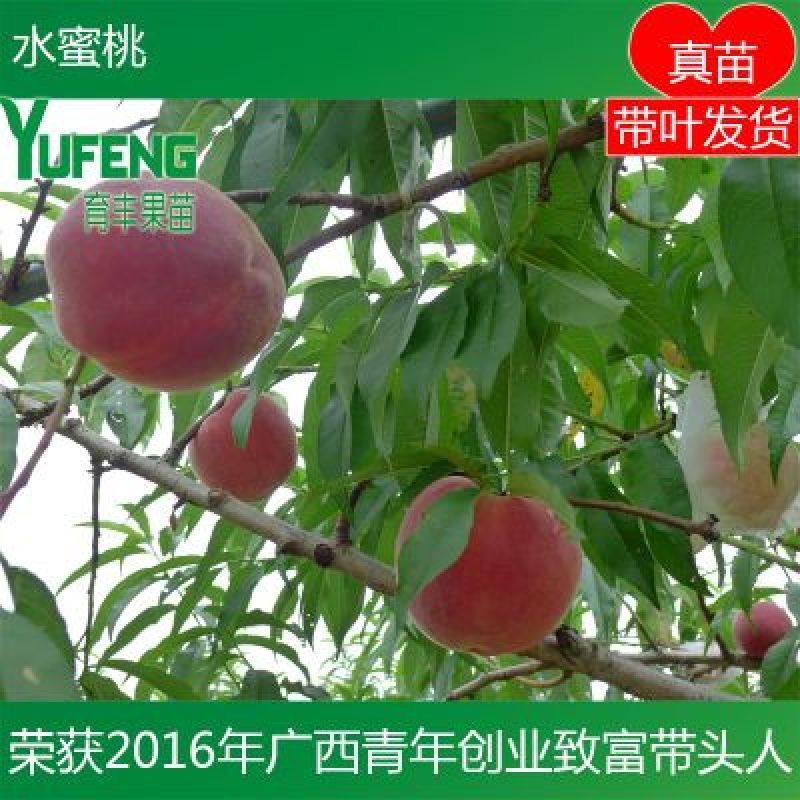 桃树苗水蜜桃树苗