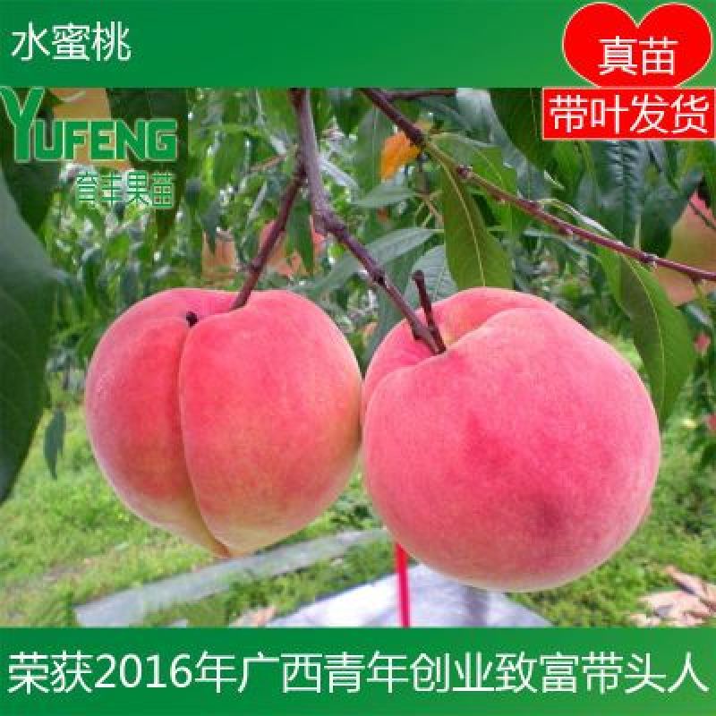 桃树苗水蜜桃树苗