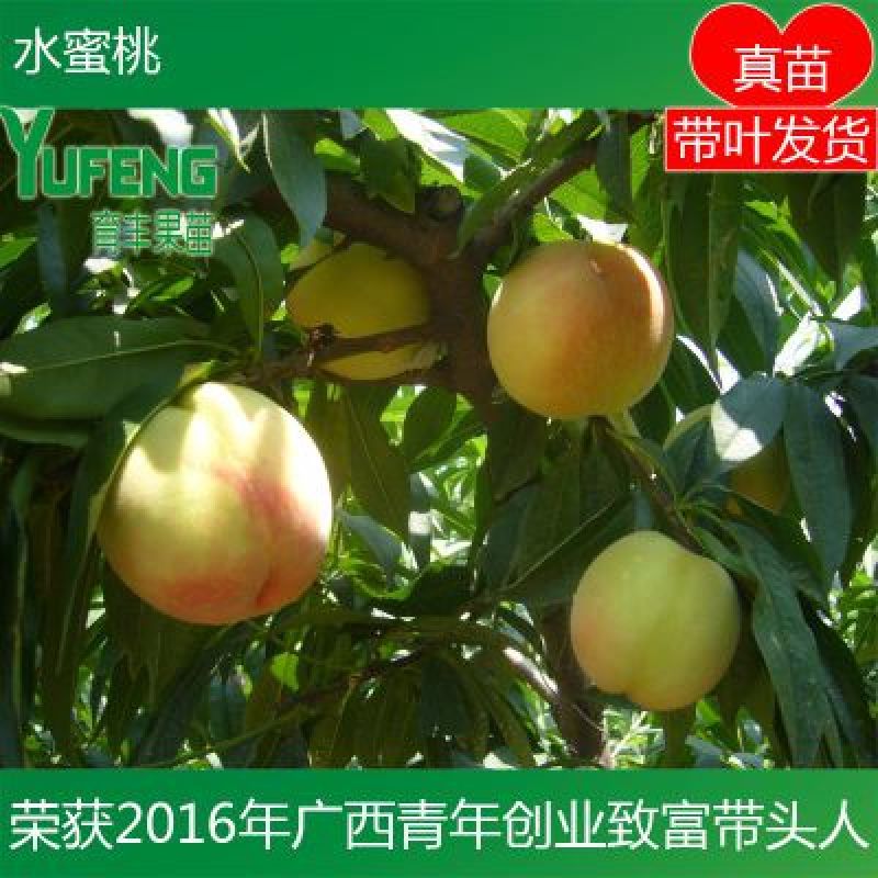 桃树苗水蜜桃树苗