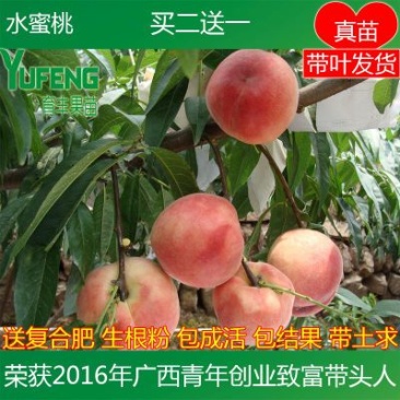桃树苗水蜜桃树苗