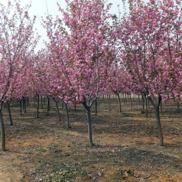 正宗日本樱花树苗樱花小苗南北方庭院地栽盆栽花树园林植物风